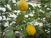 abb97081-limuni 001.JPG